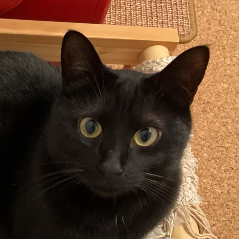黒猫のネオン